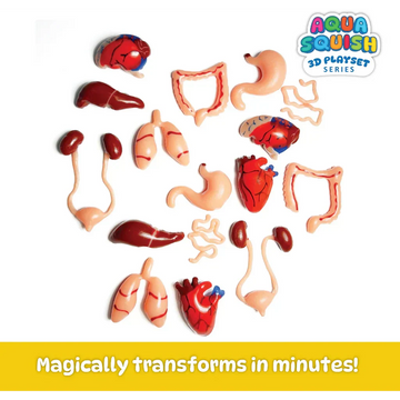 Human Organs Aqua Squish Kit for Kids
